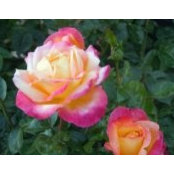 Linda Daffe's photo