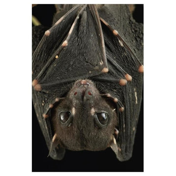 "Spotted-winged Fruit Bat, Bukit Sarang Conservation Area" Paper Art, 34"x50"