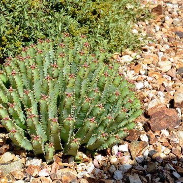 Succulents