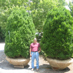 Boxwood - Products