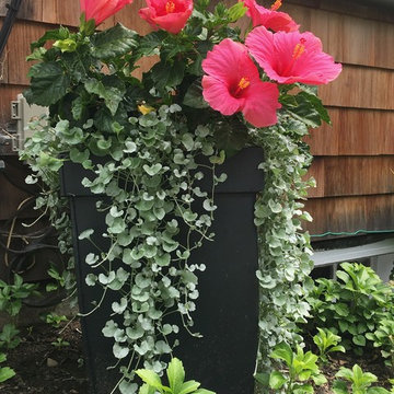 Eye Popping Hibiscus
