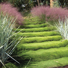 landscape ideas