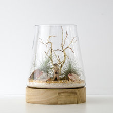 plants