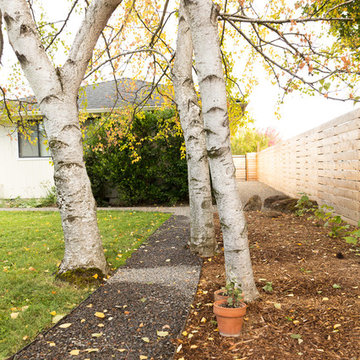 Pathway Through the Birches