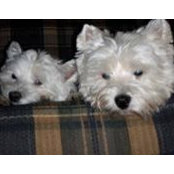 Melissa Taetsch's photo