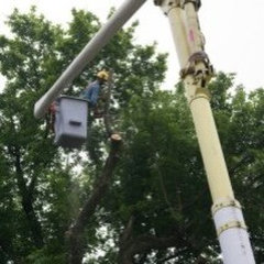 Pay Less Tree Service, LLC