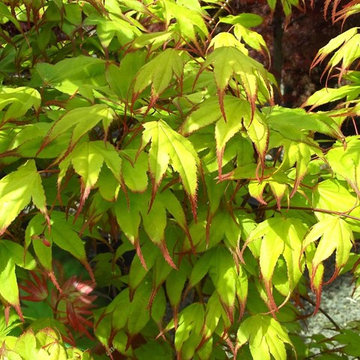 Japanese Maples | Selection | Care