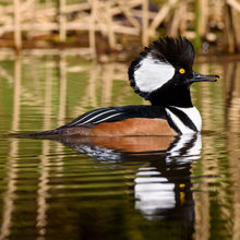 John Knox's Birds
