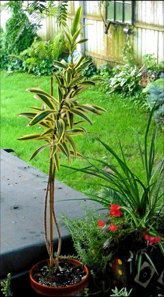 Dracena Song of India: pruning propagation | Houzz Forum