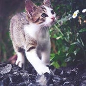 Nik Ck's photo
