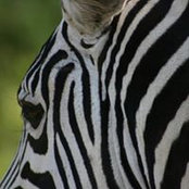 Mary Podesta's photo