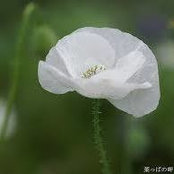 Amanda Craddock's photo