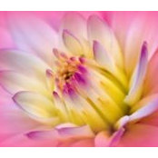 Khu Stansfield's photo