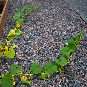 Modern Low-Maintenance Garden
