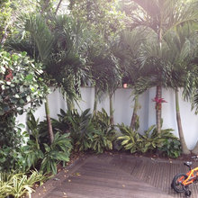 Backyard Tropical Ideas