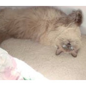 Dianne Stanfield's photo