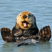 Foto von waterotter
