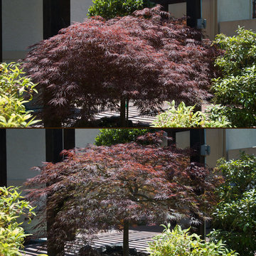Japanese Maples | Selection | Care