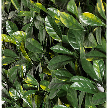 Ranka Lasting Greenery