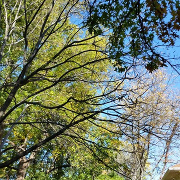 Tree Trimming & Removal