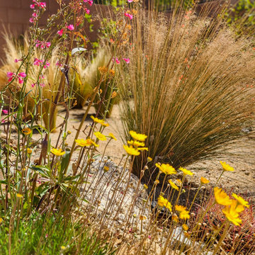 Southwest Design with Desert Native Plants