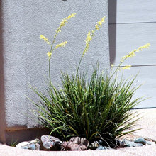 Landscape Ideas