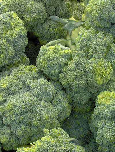 comment cultiver des brocolis ?