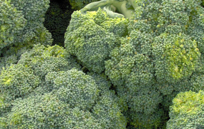Cool-Season Vegetables: How to Grow Broccoli