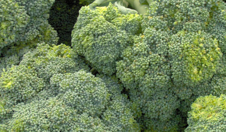 Cool-Season Vegetables: How to Grow Broccoli