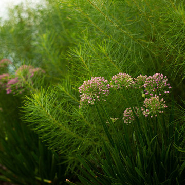 Meadow Garden