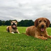 Kieran Young's photo