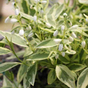 Créme Fraiche™ Deutzia