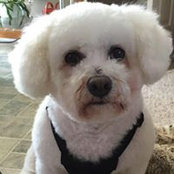 Nicole Corriveau's photo