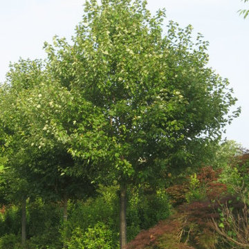 Acer (Maple)