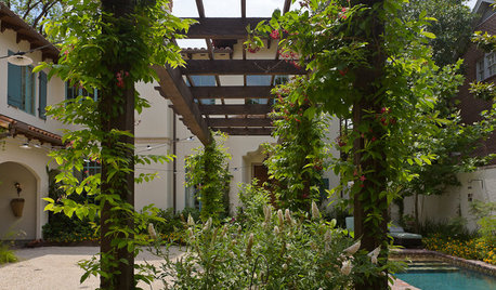 6 Amazing Vines & Creepers Perfect for Indian Gardens