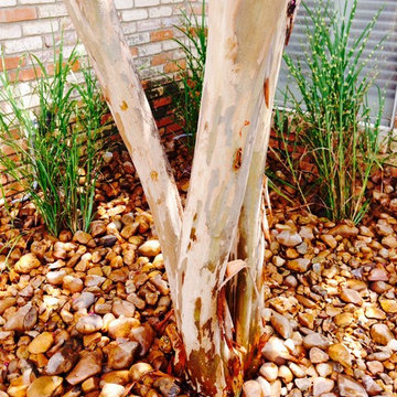 Xeriscape