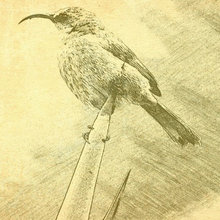 sketches