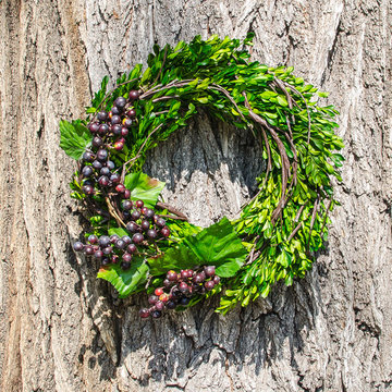 Boxwood in Napa