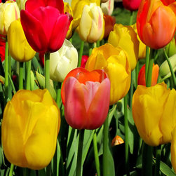 Colorful Tulips - Artwork