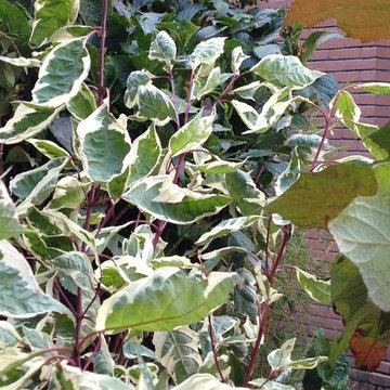 Cornus glorioso!