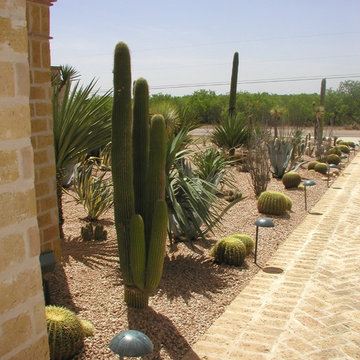 Miscellaneous Cacti & Succulent Landscapes by Rhinamic