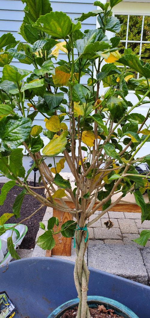 Please Help with dying hibiscus