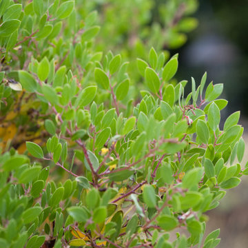 Manzanita Resists and Recovers