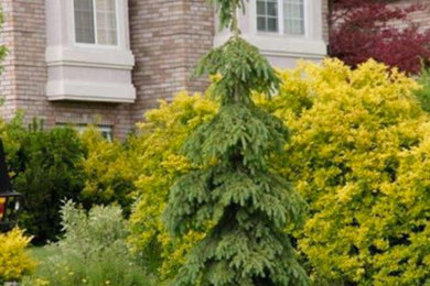This is an example of a large traditional partial sun front yard landscaping in Salt Lake City.