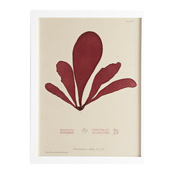 SEAWEED WALL ART &ndash; LAMINA - Prints And Posters