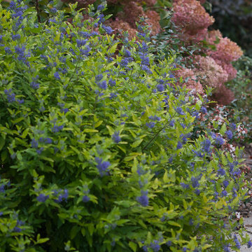 Lil' Miss Sunshine™ Bluebeard