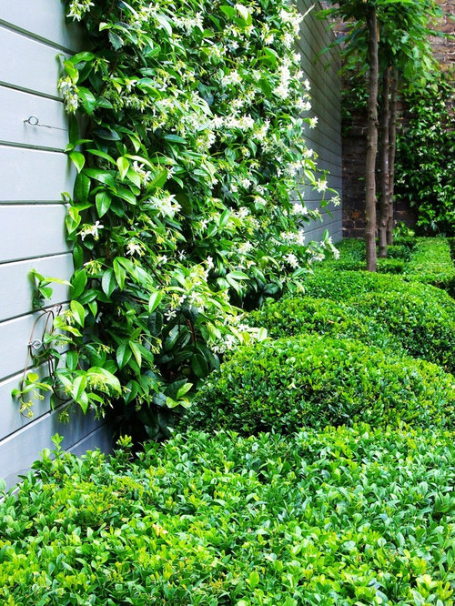 Star Jasmine Hedge Houzz