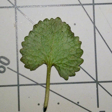 Underside.  Each line is 1 inch (2.5cm)