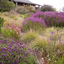 garden B grasses perrenials