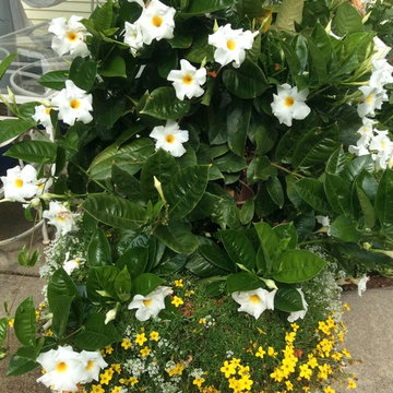 Plant Combinations